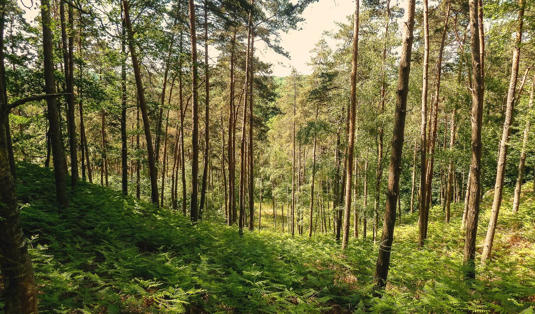 Traversée de la Haute Vallée de Chevreuse, photo principale